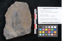 Foto (Objekt + Etikett) von Cupanites novae zeelandiae Ettingshausen (NHMW-GEO-2024-0188-10252)